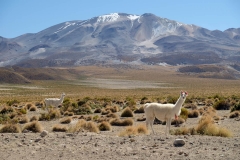 Altiplano