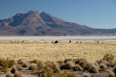 Altiplano