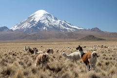 Altiplano