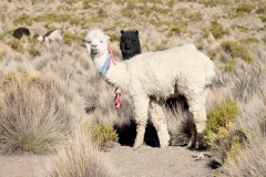 Altiplano