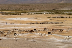 Altiplano