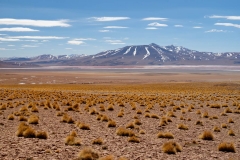 Altiplano