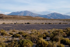 Altiplano