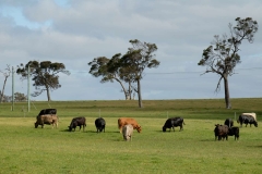 Západní Austrálie - Western Australia-118