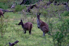 Západní Austrálie - Western Australia-20