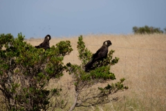 Západní Austrálie - Western Australia-27