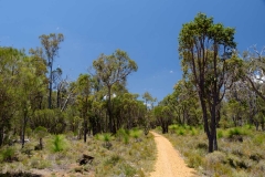 Západní Austrálie - Western Australia-40