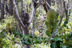 Západní Austrálie - Western Australia-41