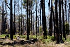 Západní Austrálie - Western Australia-53