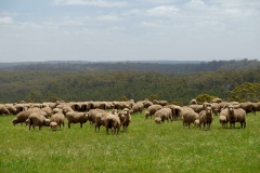 Západní Austrálie - Western Australia-62