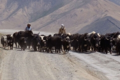 Tádžikistán, Jaci nesmí v Pamíru chybět / Tajikistan, You shouldn’t miss yaks in Pamir