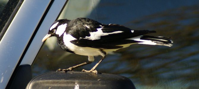 Když na cyklistu zaútočí flétňák australský / Being attacked by magpie while cycling in Australia